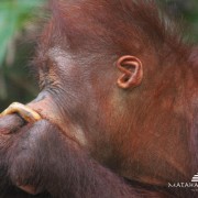 Meet the Orangoetang of Kalimantan 5